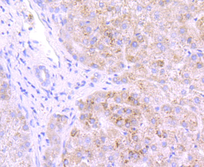 Anti-GBA Antibody (1F893)