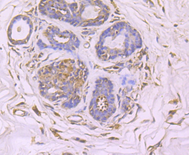 Anti-GCN2 Antibody (7U574)