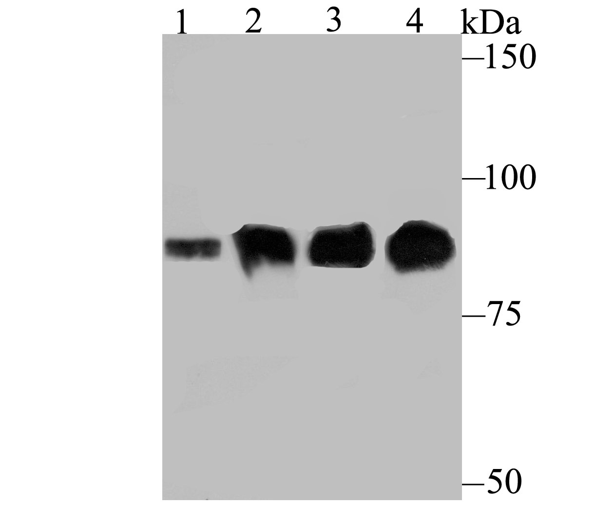 Anti-GSN Antibody (3E486)