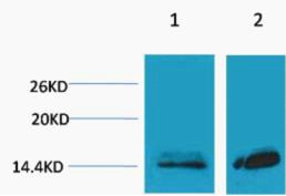 Anti-Mono-methyl-HIST1H3A (Lys27) Polyclonal Antibody
