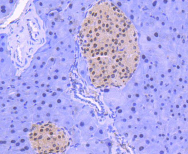 Anti-HDAC1 Antibody (3Z320)