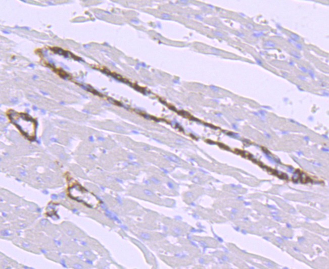 Anti-HAMP Antibody (6Z883)