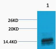 Anti-Mono-methyl-HIST1H3A (Arg2) Polyclonal Antibody