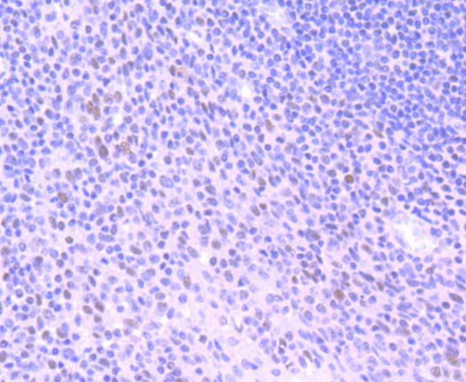Anti-HDAC3 Antibody (9R940)