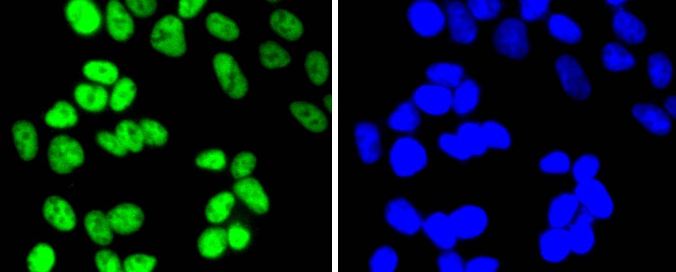 Anti-HDAC2 Antibody (5E9)
