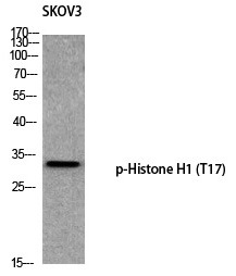 Anti-Phospho-HIST1H1B (Thr17) Polyclonal Antibody