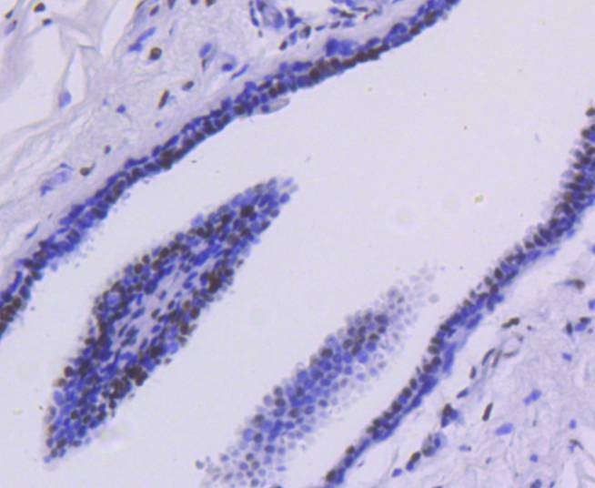 Anti-HDAC2 Antibody (5E9)