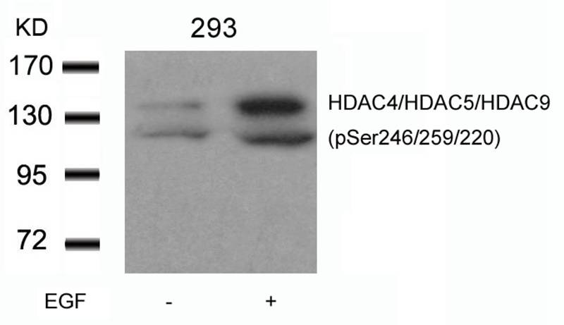 Anti-Phospho-HDAC4/5/9 (Ser246/259/220) Polyclonal Antibody