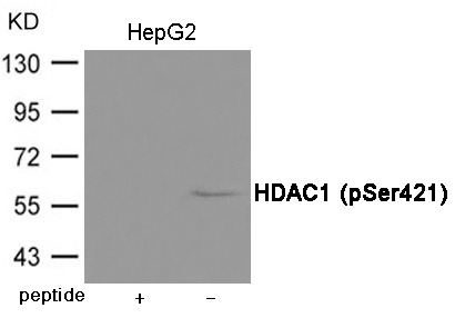 Anti-Phospho-HDAC1 (Ser421) Polyclonal Antibody
