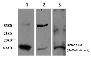 Anti-Di-methyl-HIST1H3A (Lys9) Antibody (4T613)