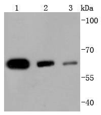 Anti-HDAC1 Antibody (3Z320)