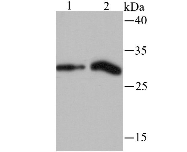 Anti-HIST1H1C Antibody (3S922)