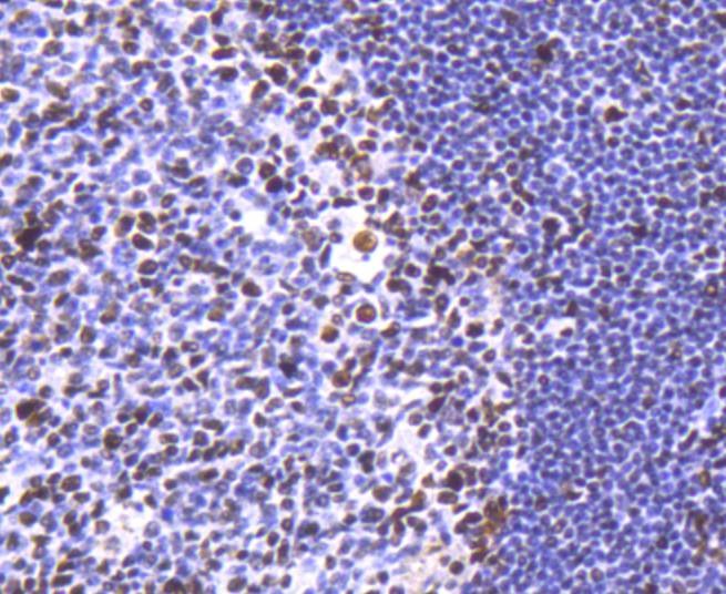 Anti-HDAC2 Antibody (5E9)
