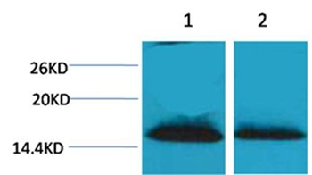 Anti-Di-methyl-Histone H1 (Lys25) Polyclonal Antibody