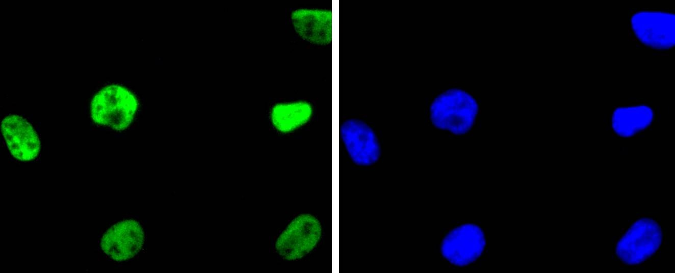 Anti-HDAC2 Antibody (5E9)
