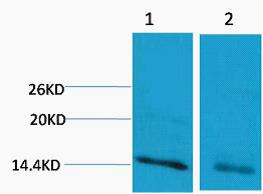 Anti-Mono-methyl-HIST1H3A (Arg17) Polyclonal Antibody