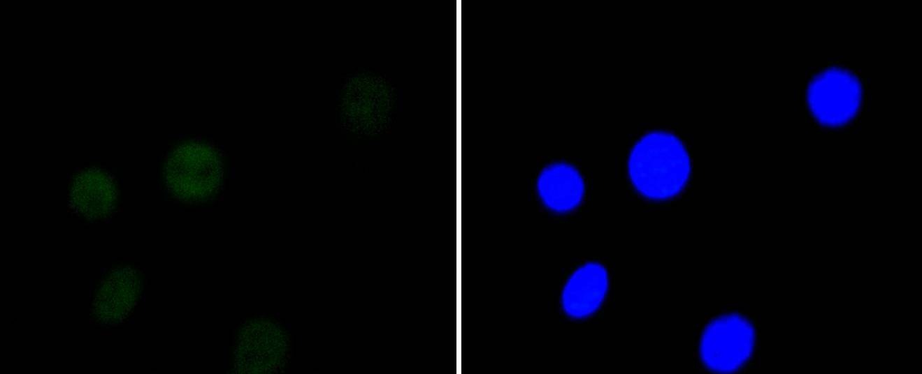 Anti-HDAC3 Antibody (9R940)