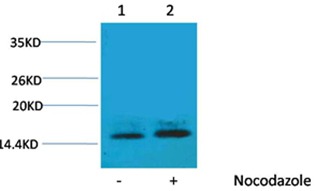 Anti-Phospho-HIST1H1C (Thr3) Polyclonal Antibody