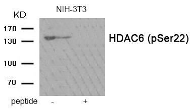 Anti-Phospho-HDAC6 (Ser22) Polyclonal Antibody