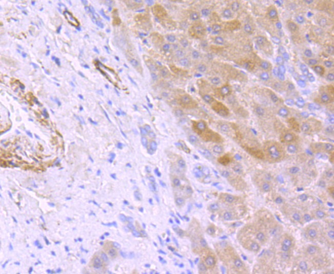 Anti-HAMP Antibody (6Z883)