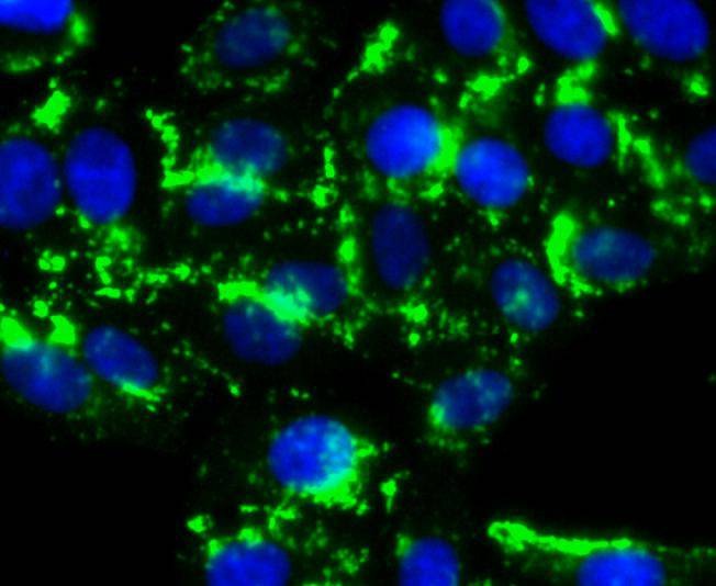 Anti-HDAC6 Antibody (7M972)