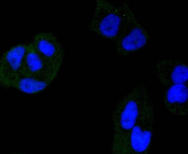 Anti-HDAC3 Antibody (9R940)
