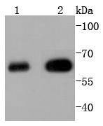 Anti-HDAC2 Antibody (5Z519)