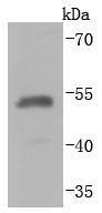 Anti-HA Tag Antibody-HRP (7X445)