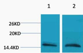 Anti-Mono-methyl-HIST1H3A (Arg26) Polyclonal Antibody