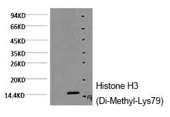 Anti-Di-methyl-HIST1H3A (Lys79) Antibody (7H456)