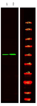 Anti-Phospho-Hic-5 (Tyr60) Polyclonal Antibody