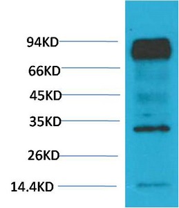 Anti-ARNT Antibody (8R720)
