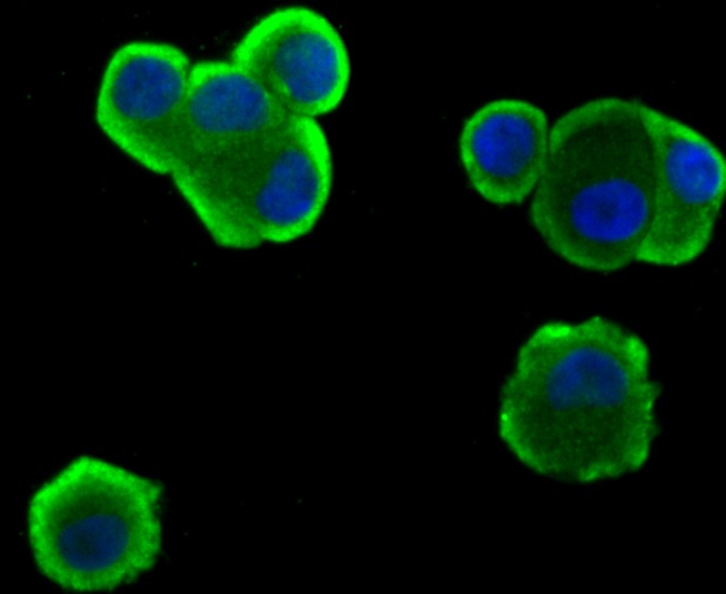 Anti-Hemopexin Antibody (2V675)