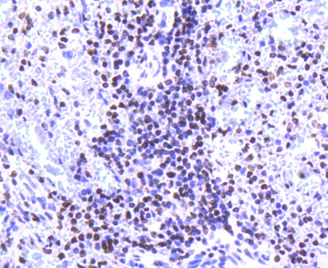 Anti-Histone H2A.Z Antibody (8L132)