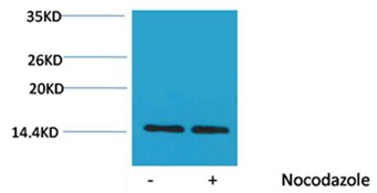 Anti-Histone H2A Polyclonal Antibody