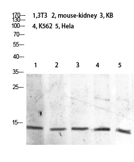 Anti-Acetyl-Histone H2B (Lys21) Polyclonal Antibody