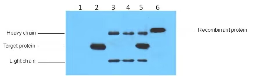 Anti-His Tag Antibody (6Y42)