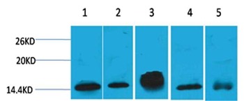 Anti-Histone H2B type 1-B Antibody (2K261)