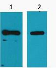 Anti-His Tag Antibody (7D784)