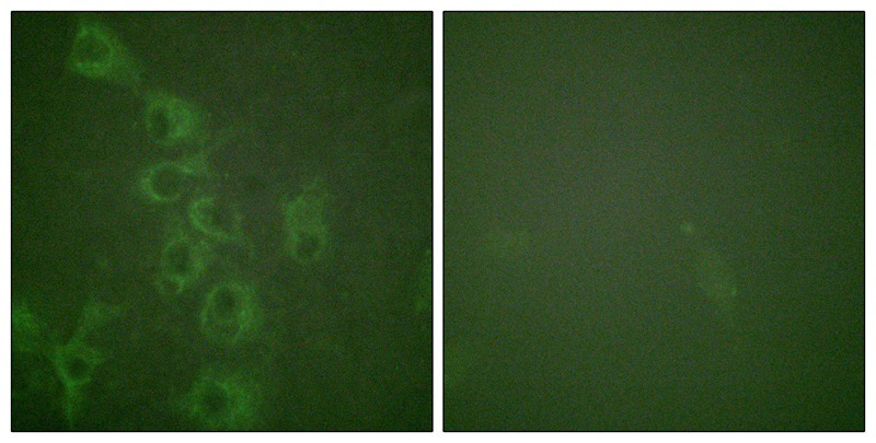 Anti-Phospho-HRH1 (Ser398) Polyclonal Antibody