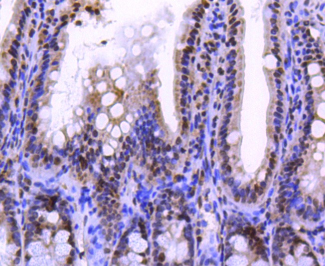Anti-Histone H2A.Z Antibody (8L132)