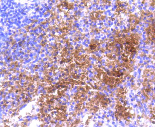 Anti-HBA1 Antibody (4N481)
