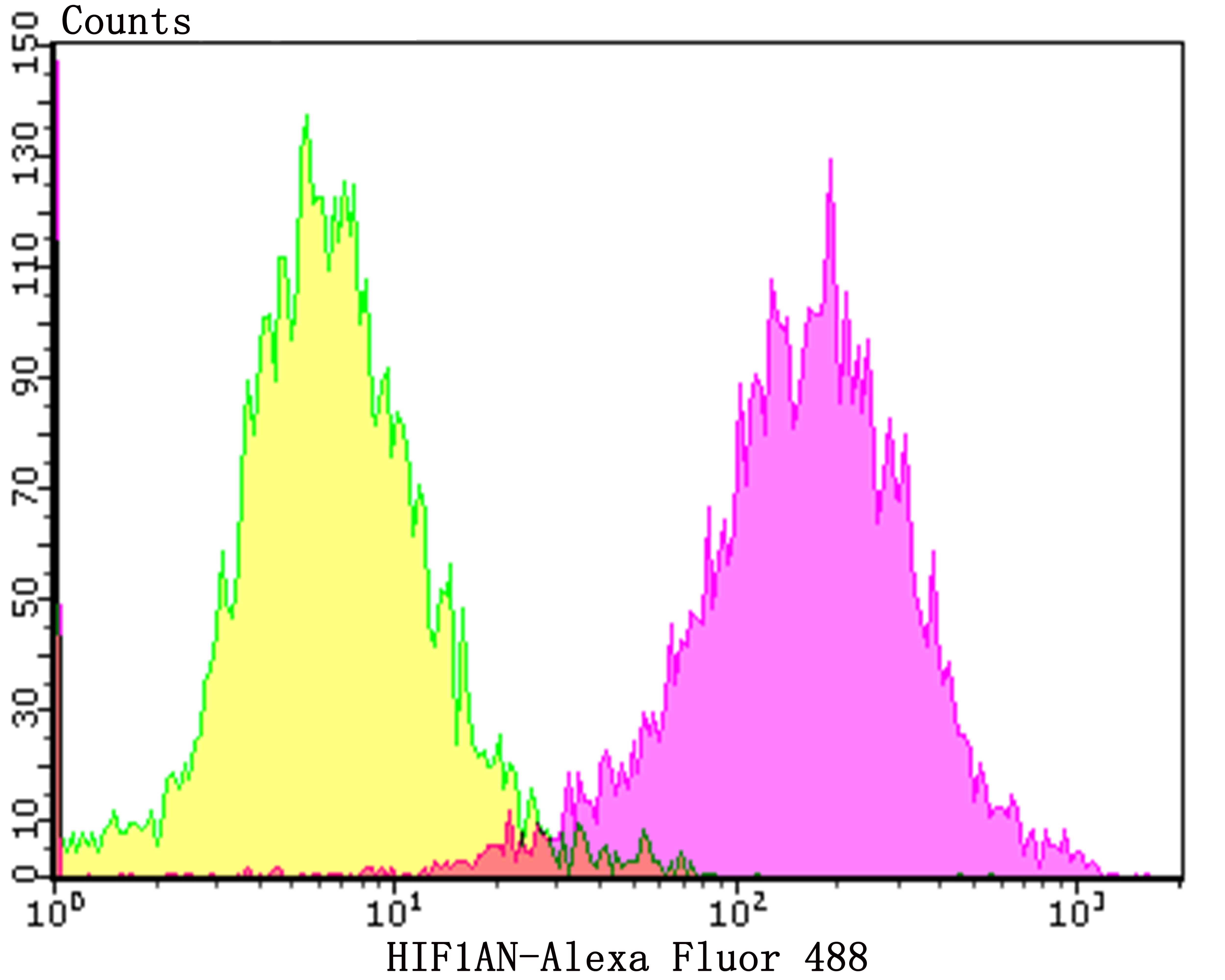 Anti-HIF1AN Antibody (9B616)