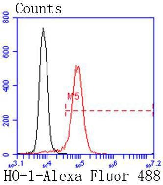 Anti-HMOX1 Antibody (2F853)