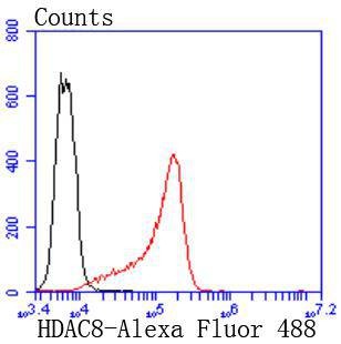 Anti-HDAC8 Antibody (6A120)