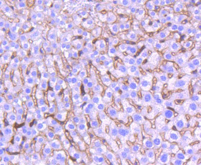 Anti-HMOX1 Antibody (2F853)