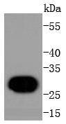 Anti-Histone H1.0 Antibody (8A133)