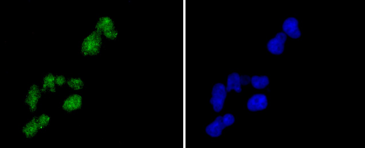 Anti-Histone H2A.Z Antibody (8L132)