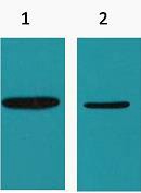Anti-His Tag Antibody (8D100)