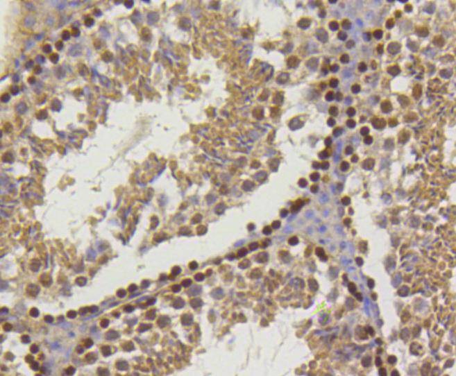 Anti-Hydroxyl-Histone H2A type 1-B/E (Tyr39) Antibody (3K640)